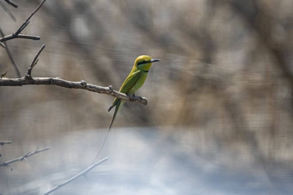 African Green Bee-eater - ML639444949