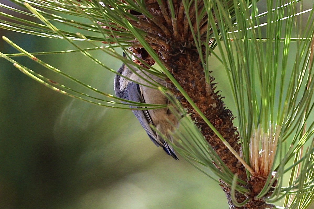 Zwergkleiber - ML639445025