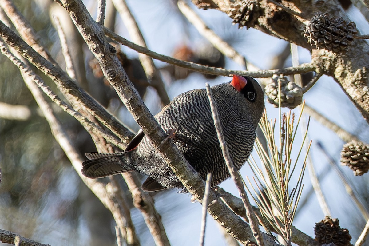 Beautiful Firetail - ML639445136