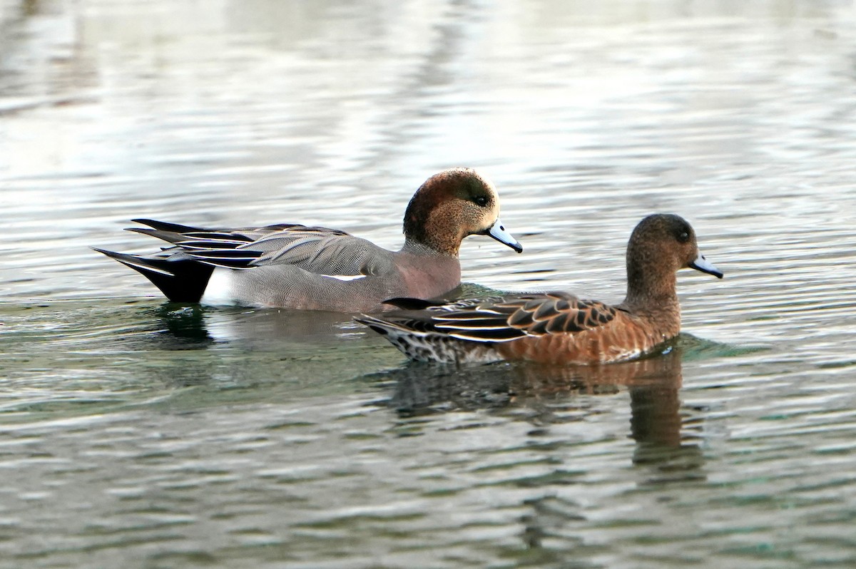 Eurasian x American Wigeon (hybrid) - ML639445320