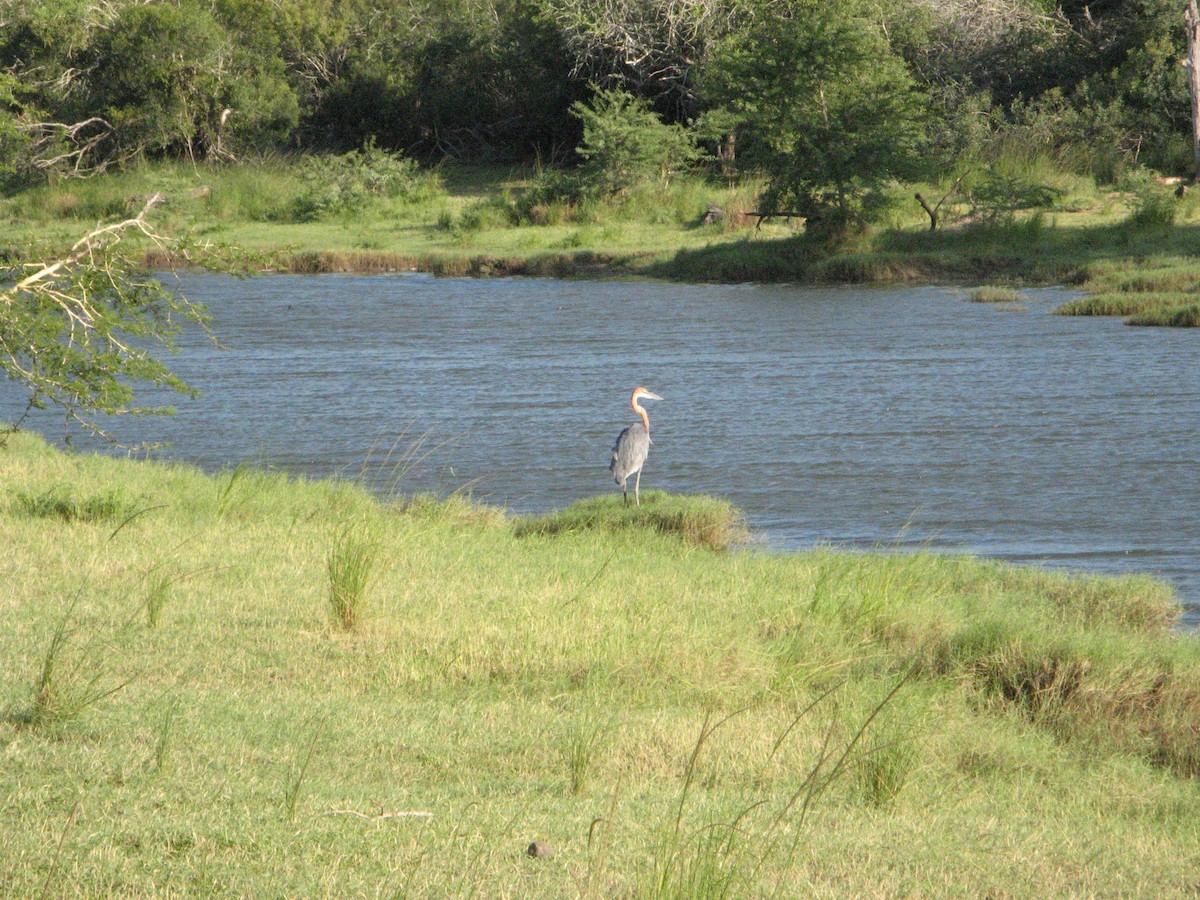Goliath Heron - ML639445347