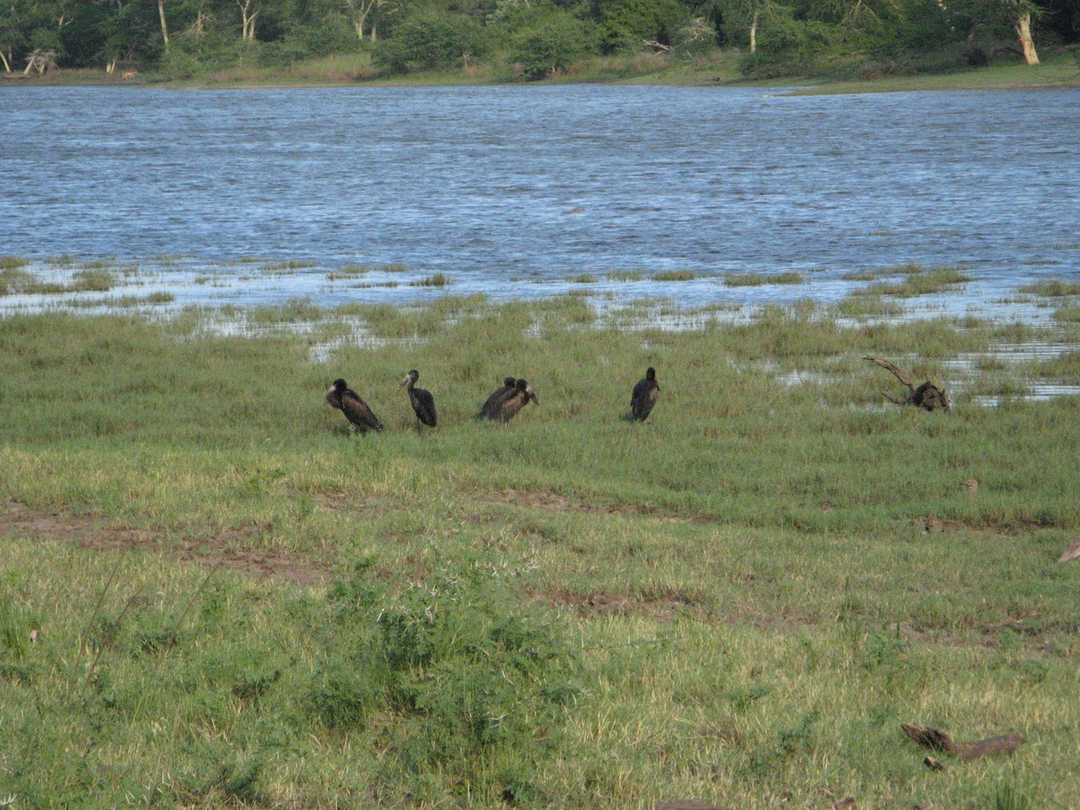 African Openbill - ML639445350