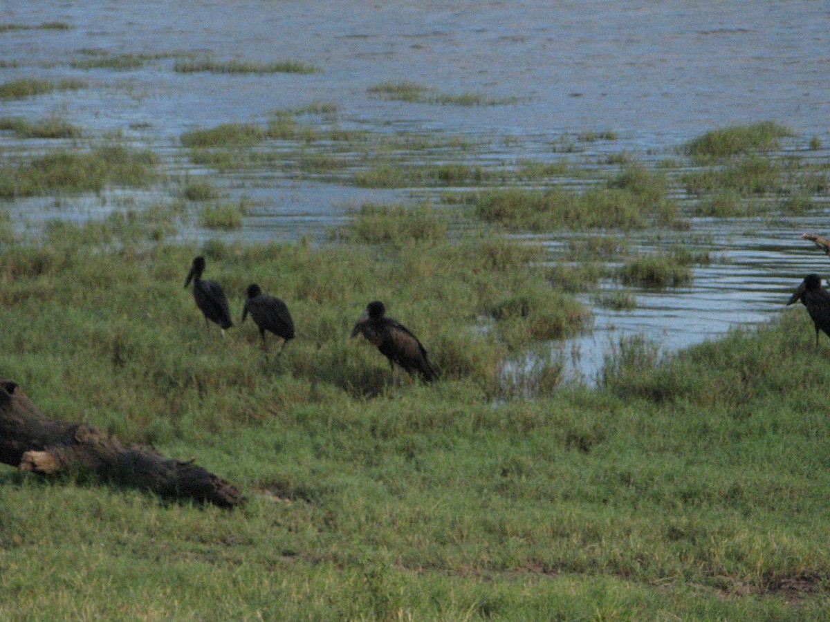 African Openbill - ML639445351