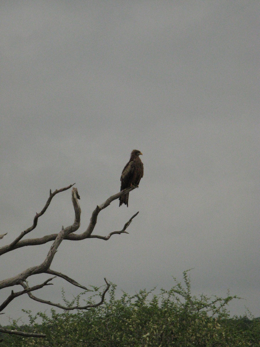 Black Kite (Yellow-billed) - ML639445357