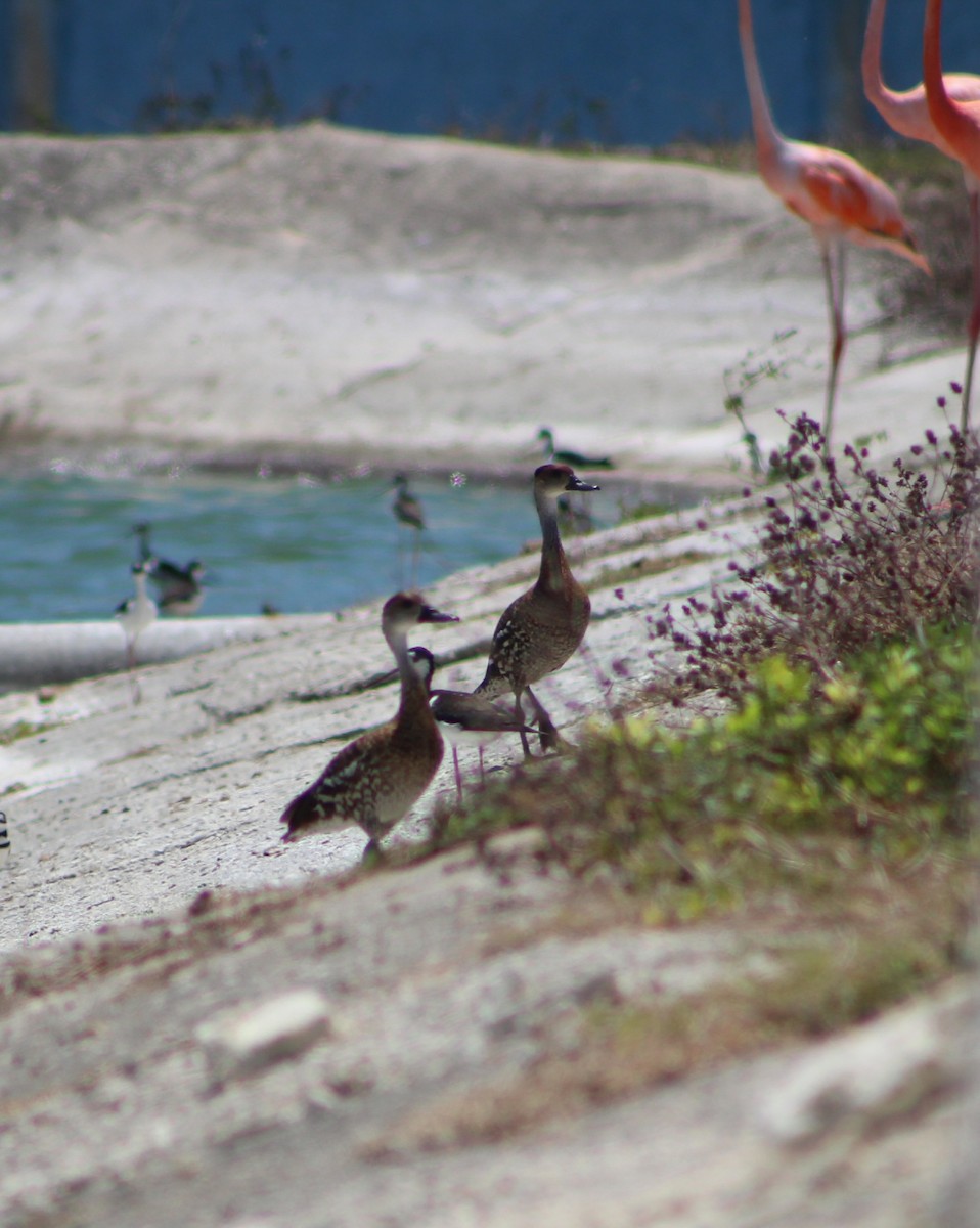 West Indian Whistling-Duck - ML639445362