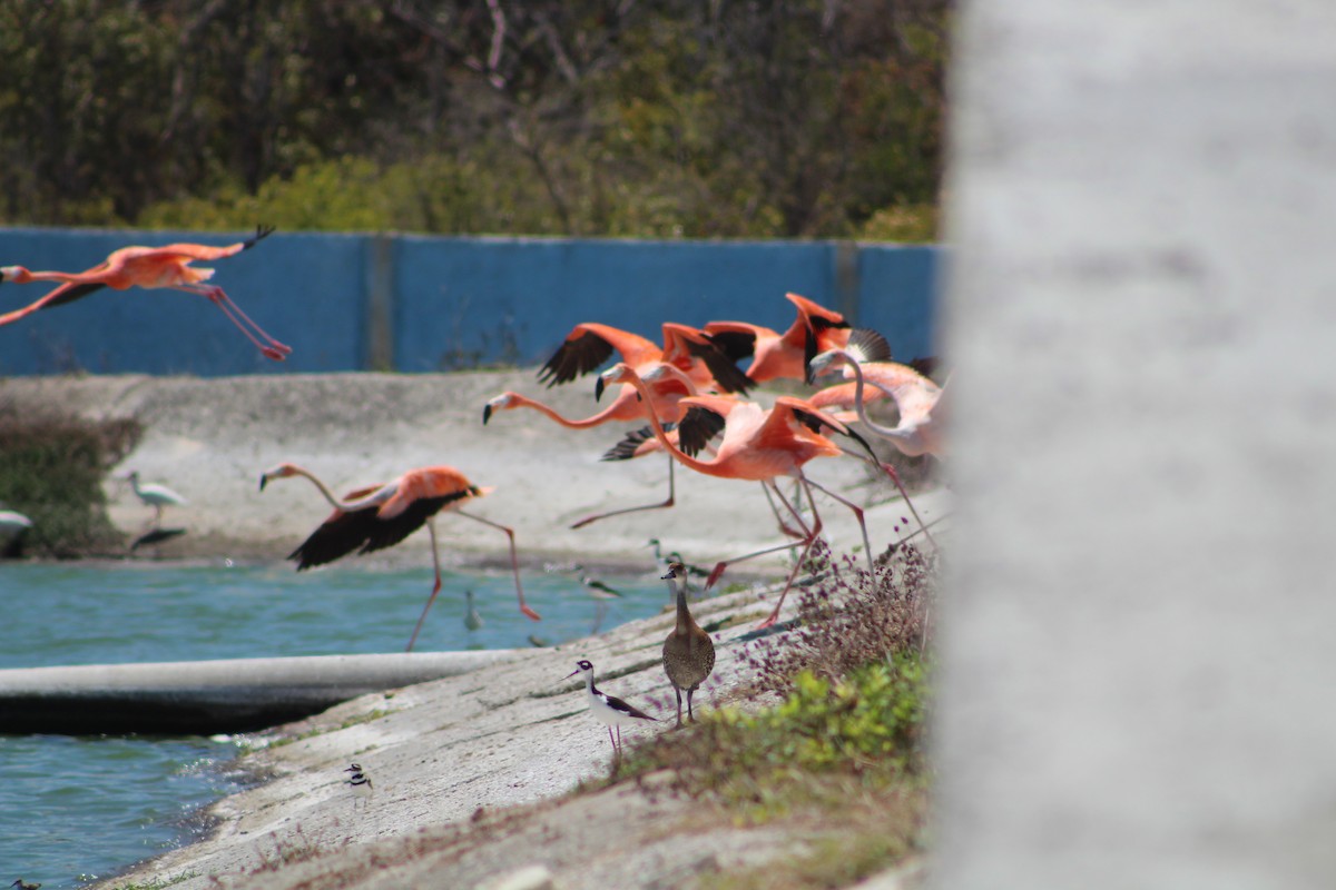 West Indian Whistling-Duck - ML639445363