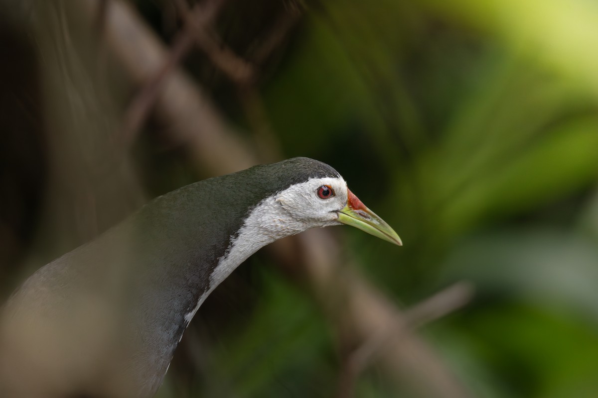 White-breasted Waterhen - ML639445364