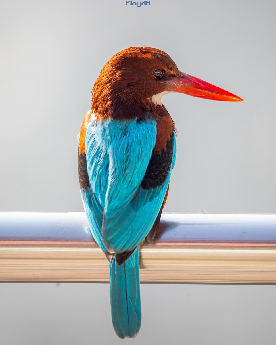 White-throated Kingfisher - ML639445367