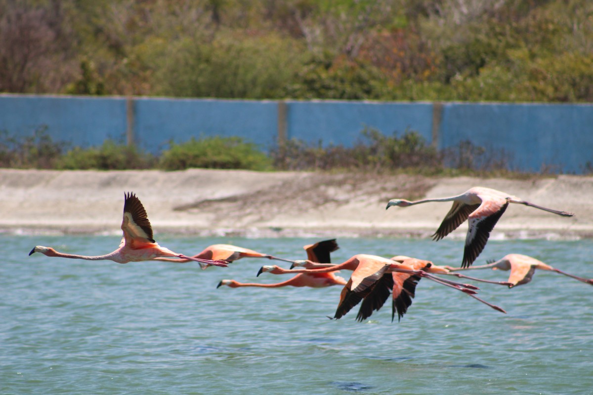 American Flamingo - ML639445373