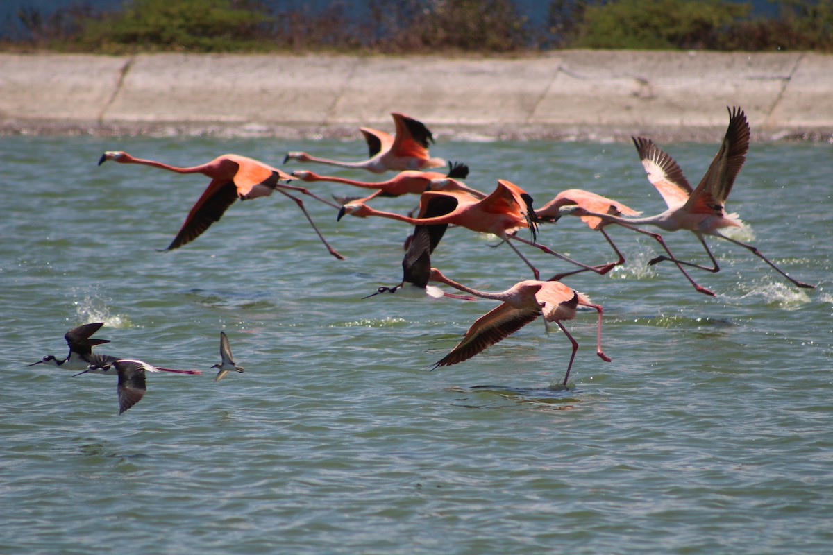 American Flamingo - ML639445374