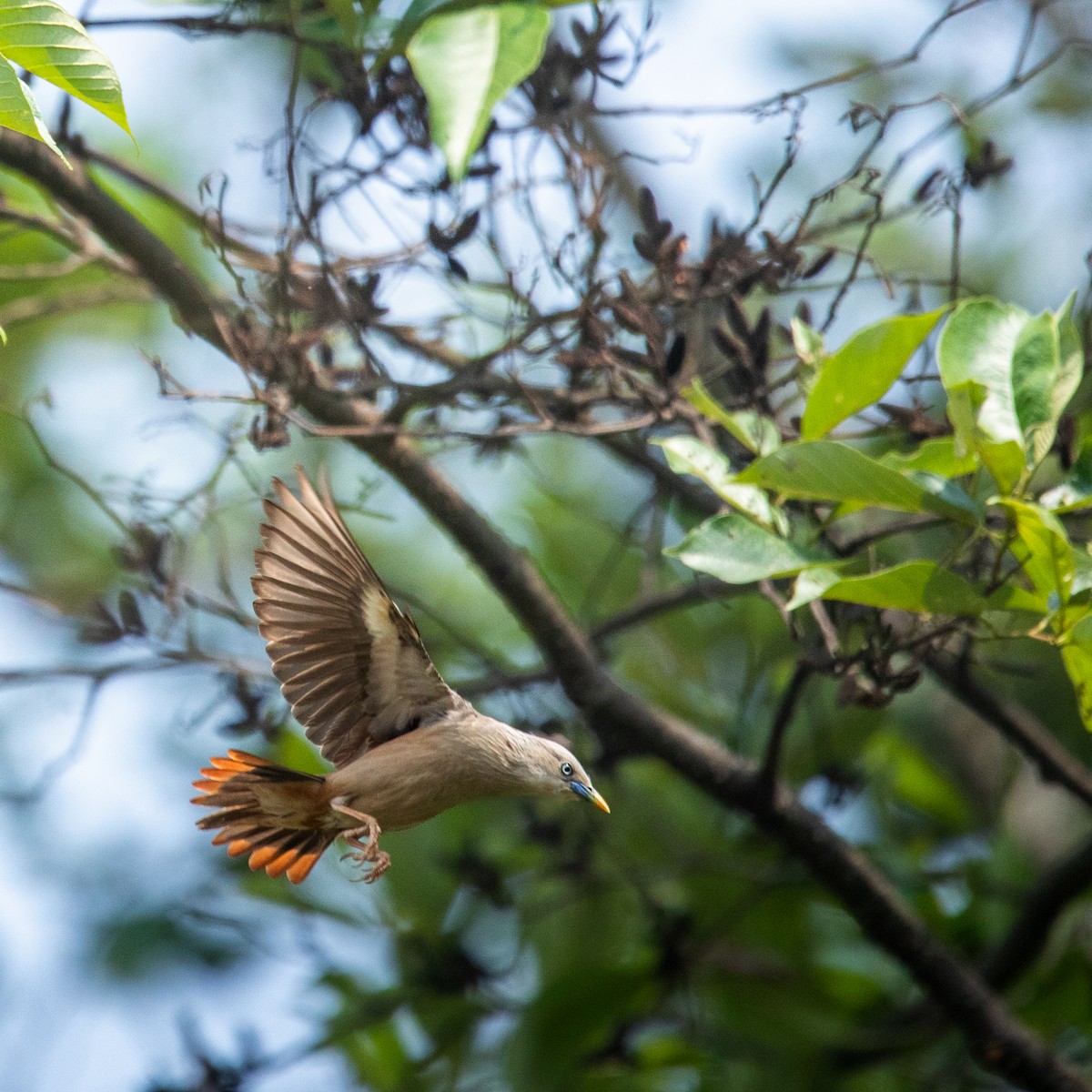 Chestnut-tailed Starling - ML639445376