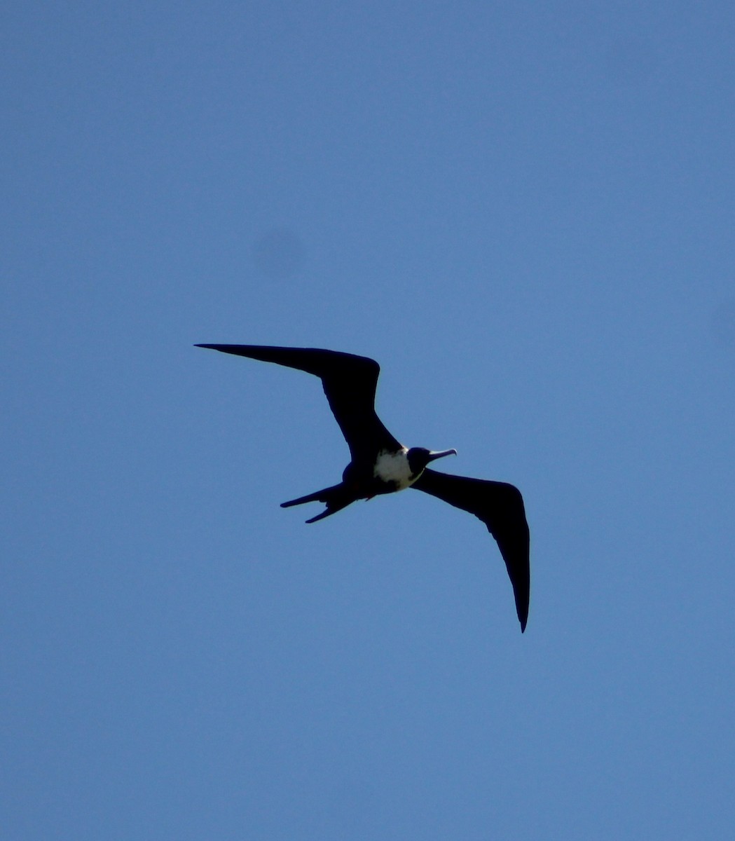 Magnificent Frigatebird - ML639445394