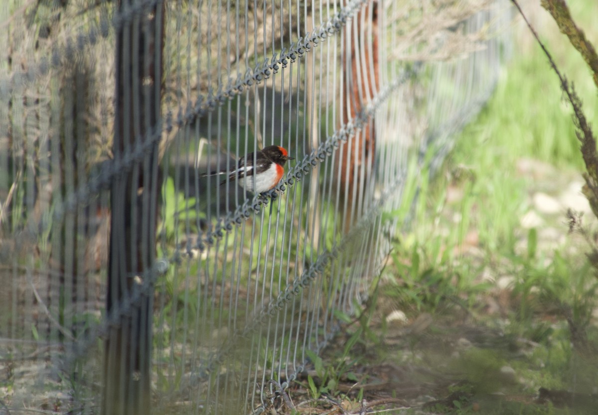 Red-capped Robin - ML639445409