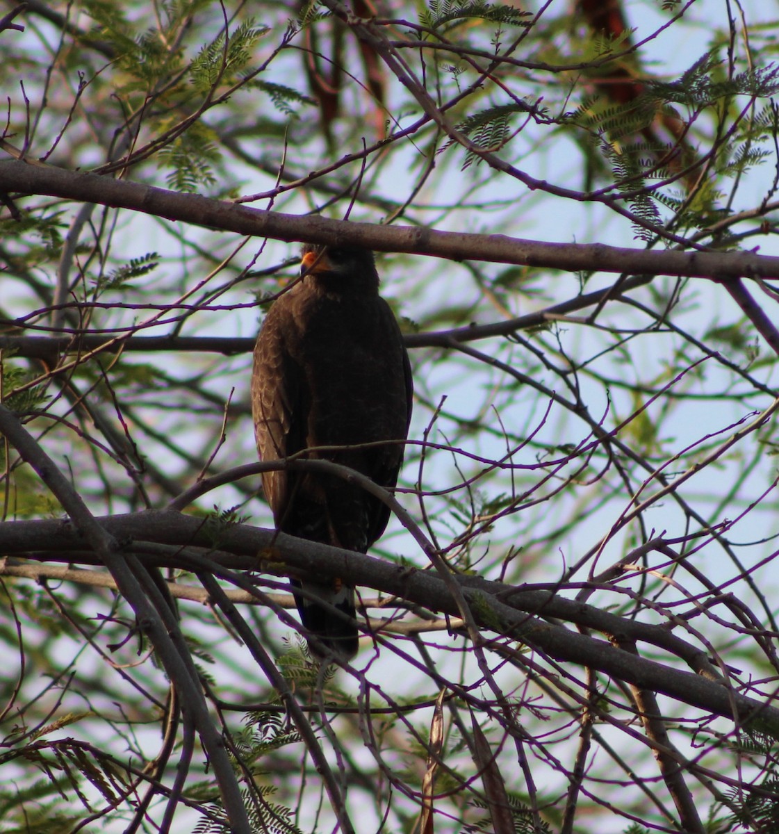 Cuban Black Hawk - ML639445415