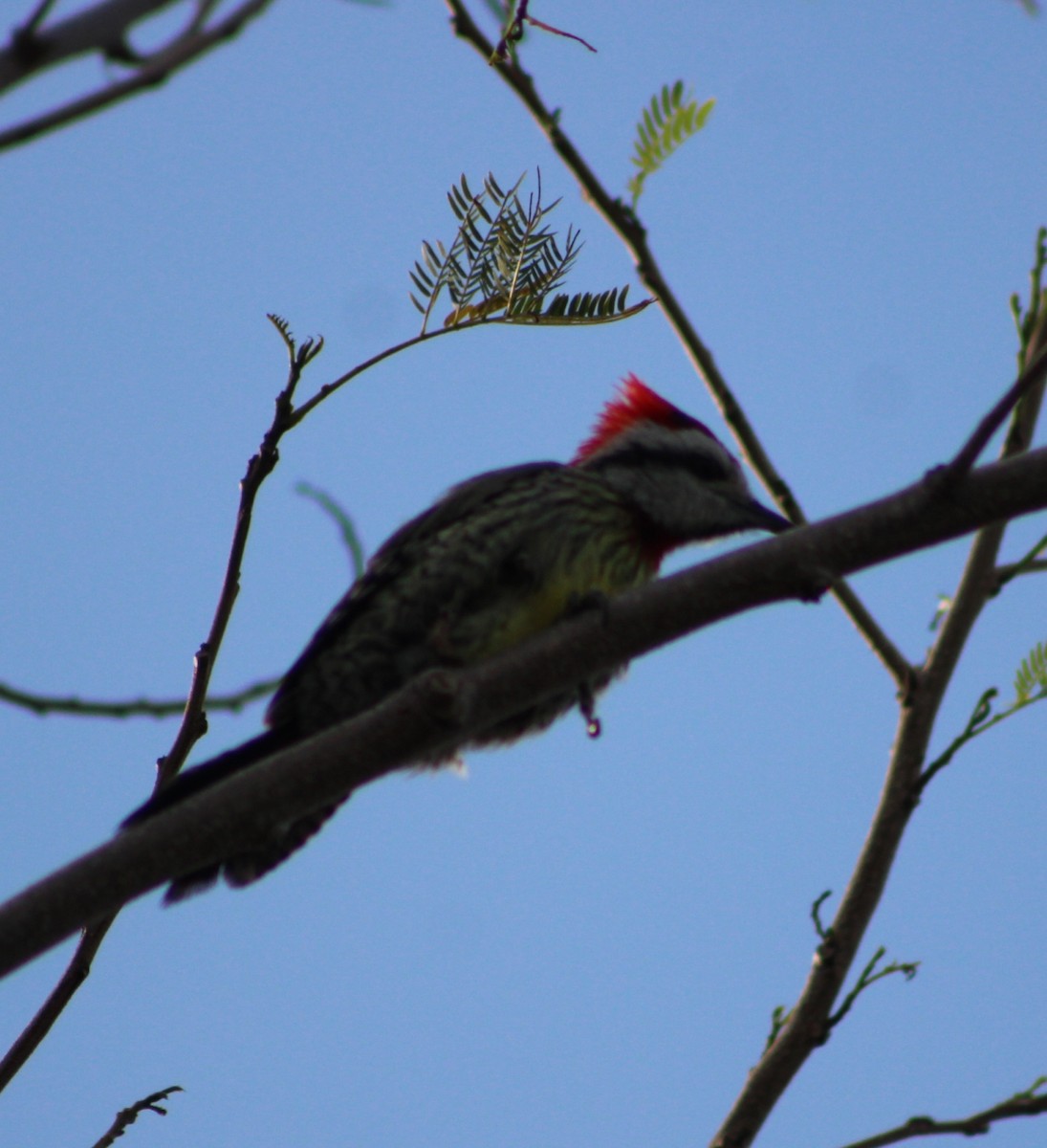 Cuban Green Woodpecker - ML639445419