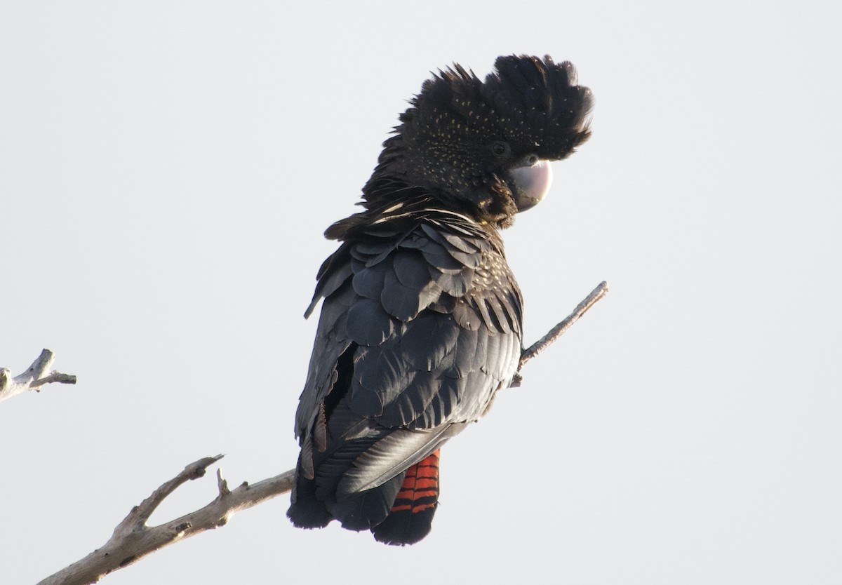 Red-tailed Black-Cockatoo - ML639445423