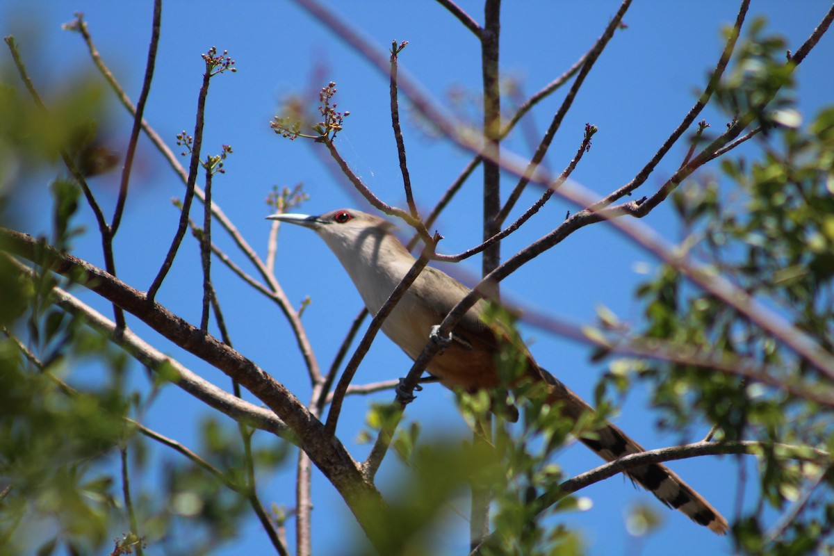Great Lizard-Cuckoo - ML639445434