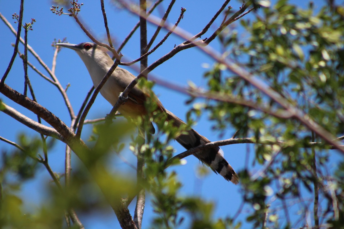 Great Lizard-Cuckoo - ML639445435