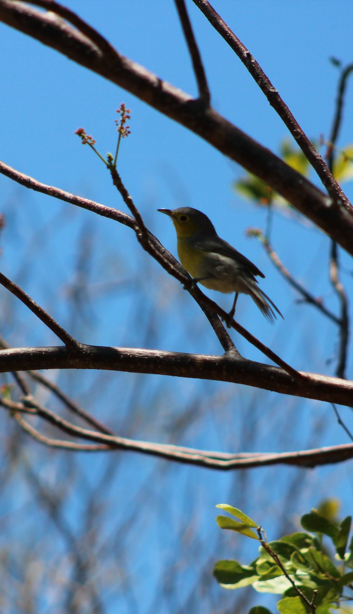 Oriente Warbler - ML639445447