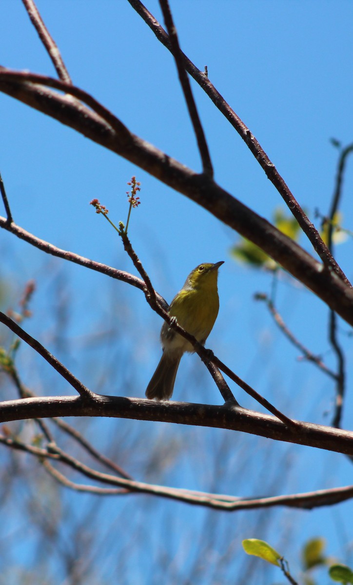 Oriente Warbler - ML639445448