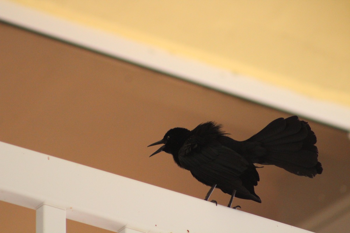 Greater Antillean Grackle - ML639445454