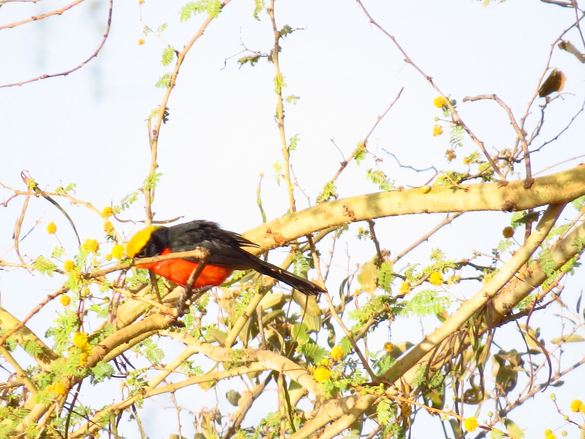 Yellow-crowned Gonolek - ML639445486