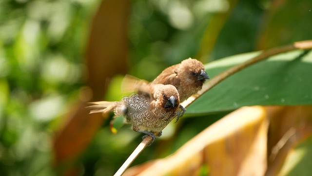Scaly-breasted Munia - ML639445506