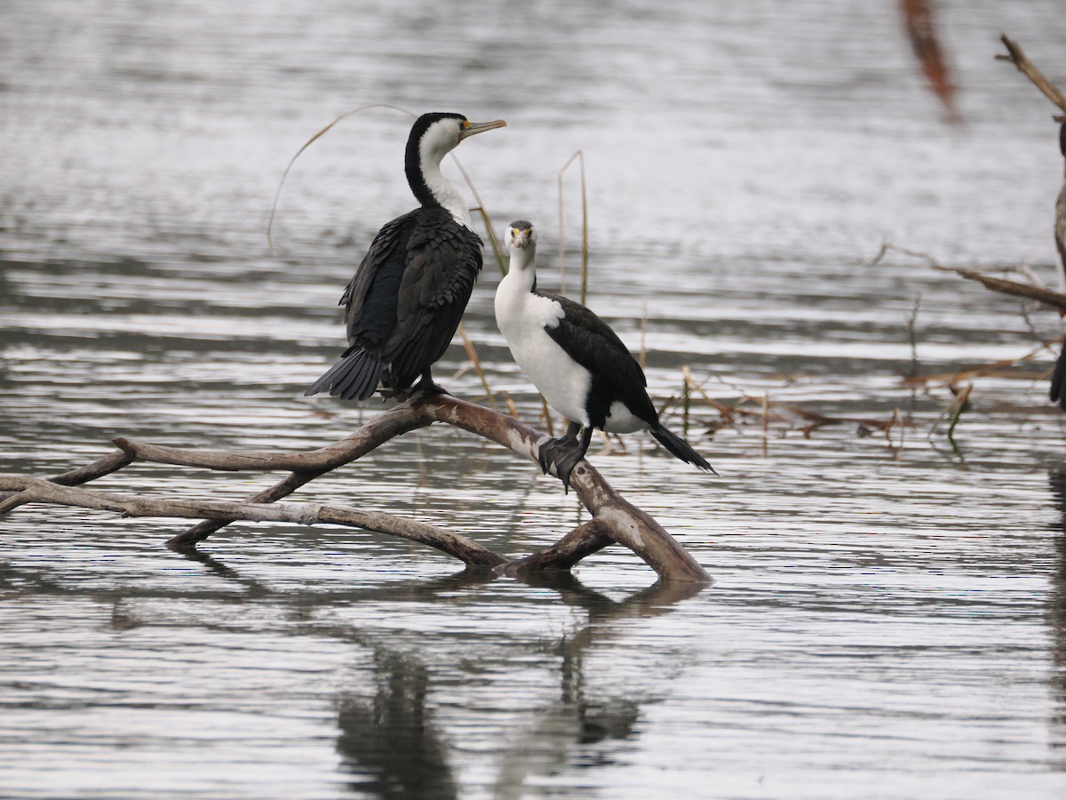 Cormoran varié - ML639445508