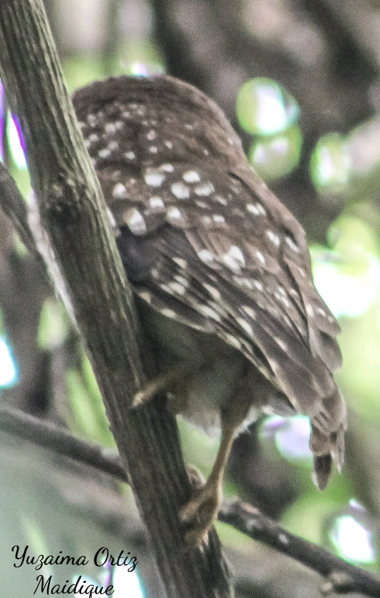 Küba Puhucuğu - ML639445519