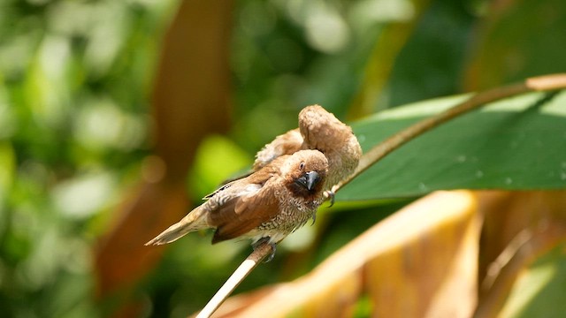 Scaly-breasted Munia - ML639445526