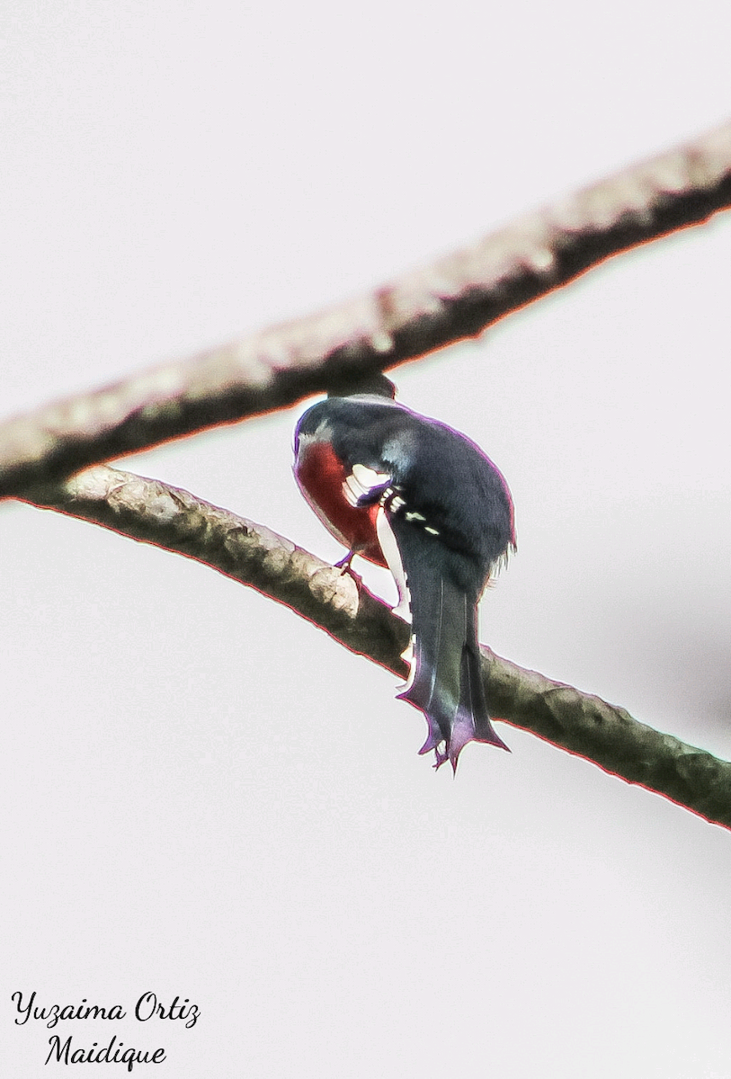 Cuban Trogon - ML639445533