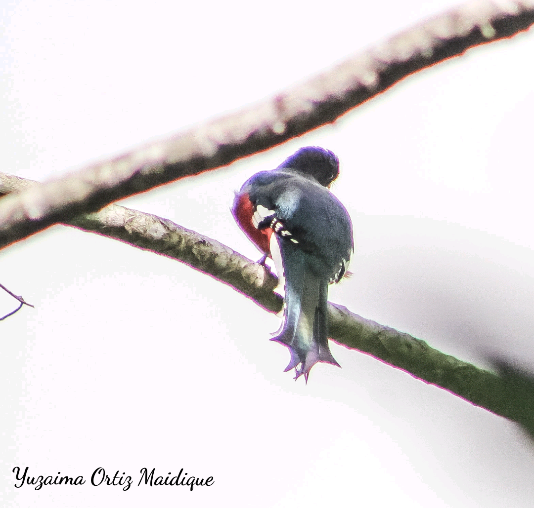 Cuban Trogon - ML639445534