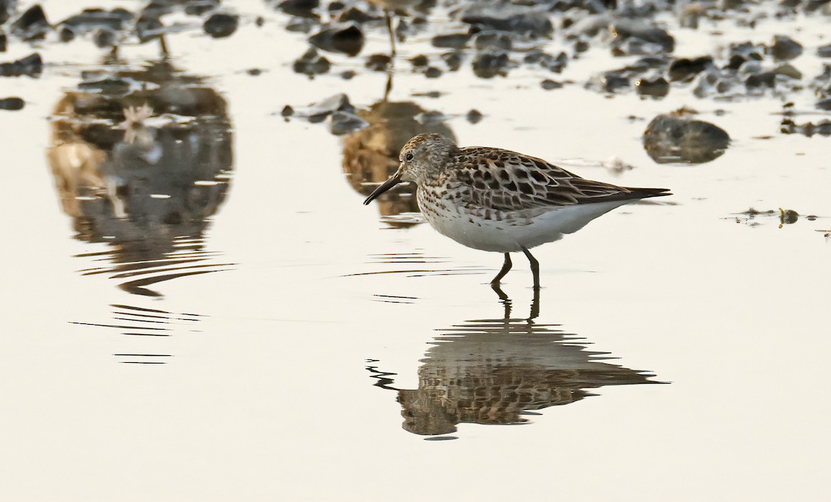 White-rumped Sandpiper - ML639445551