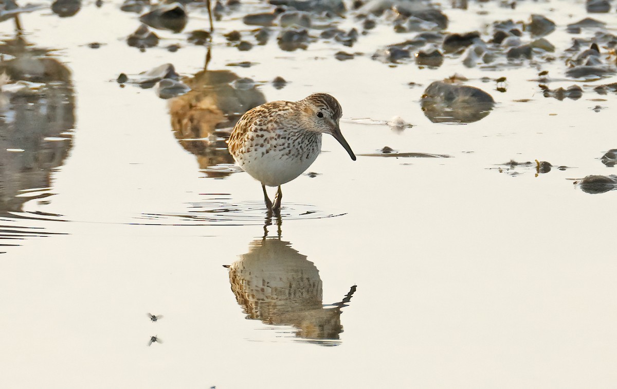 White-rumped Sandpiper - ML639445552