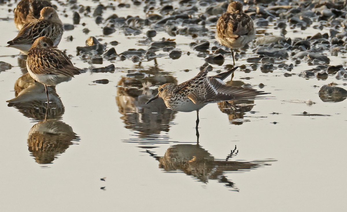 White-rumped Sandpiper - ML639445553