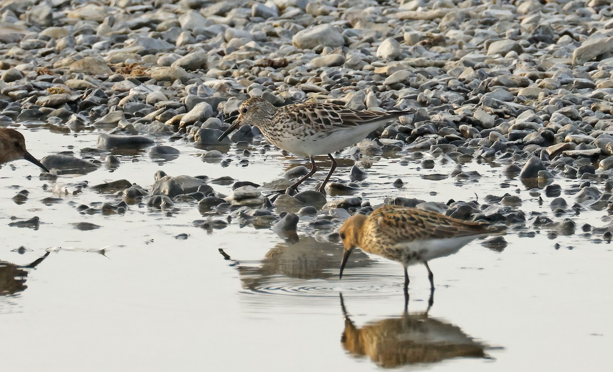 White-rumped Sandpiper - ML639445554