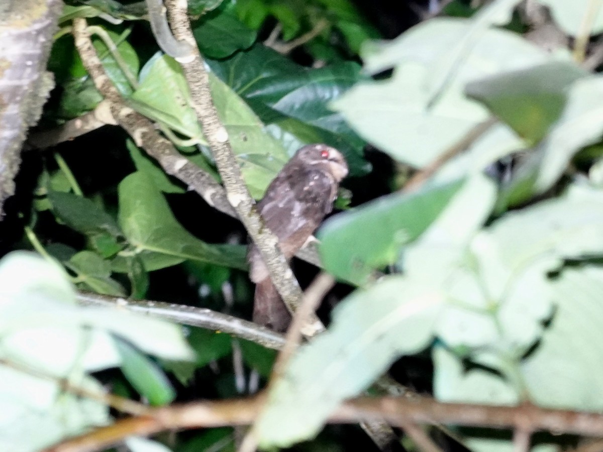 Moluccan Owlet-nightjar - ML639445560