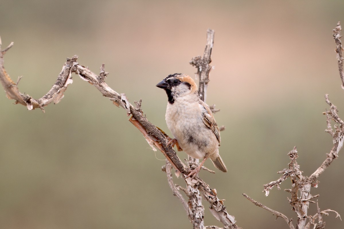 Saxaul Sparrow - ML639445564