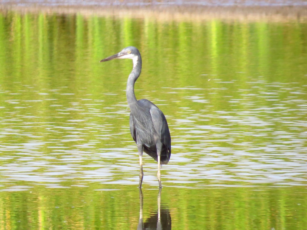 Black-headed Heron - ML639445573