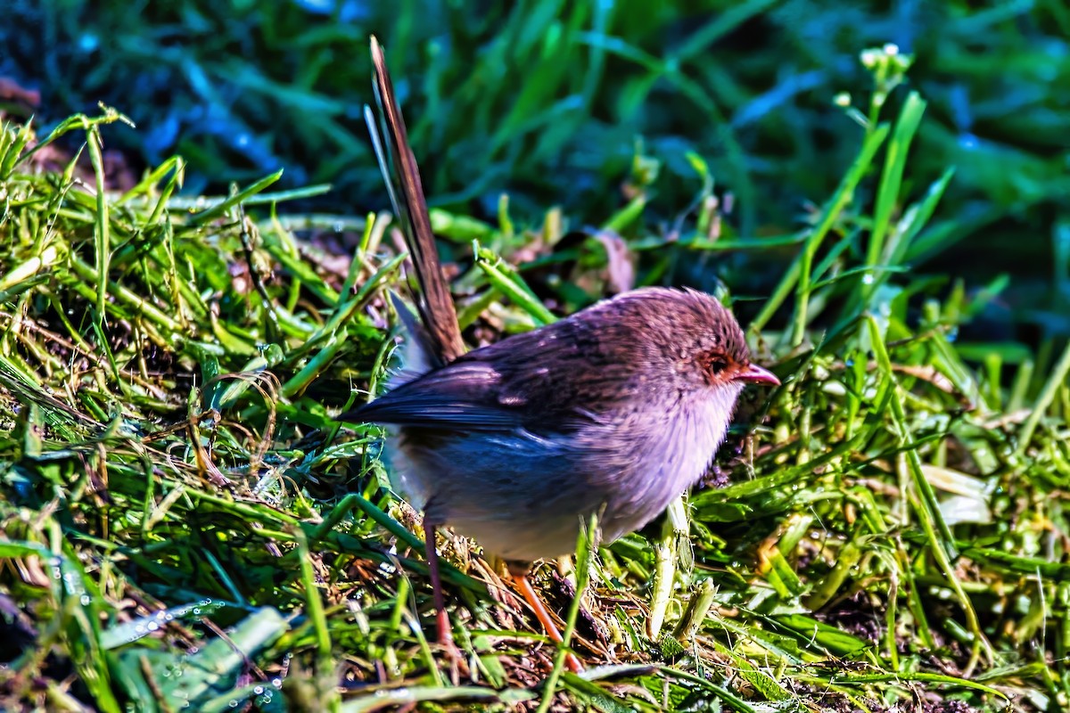 Superb Fairywren - ML639445580