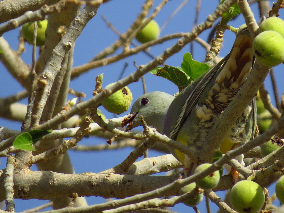 Bruce's Green-Pigeon - ML639445617