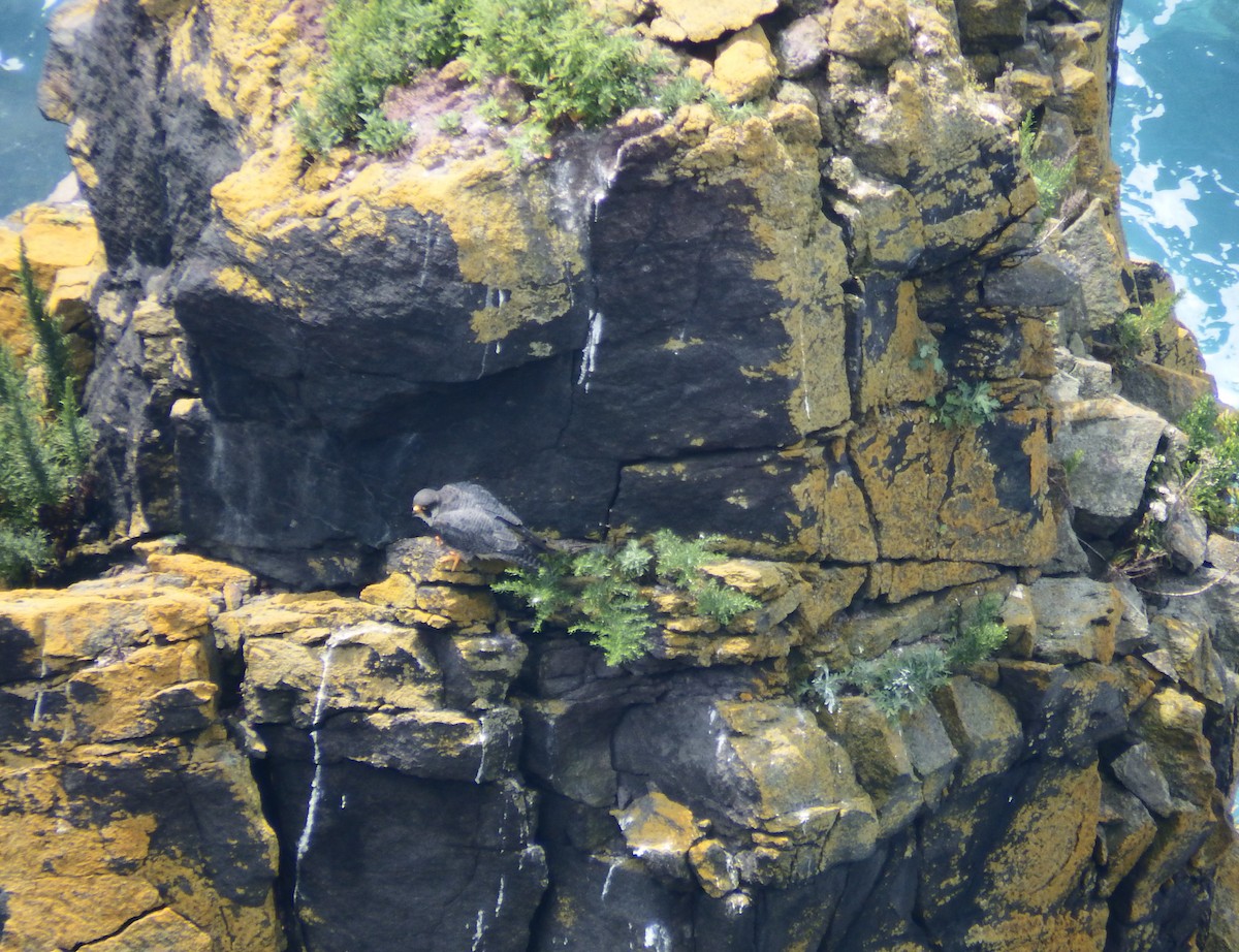 Peregrine Falcon - ML639445648