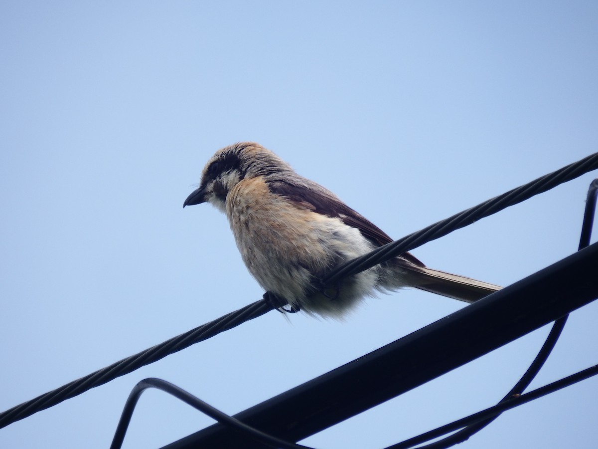 Bull-headed Shrike - ML639445650
