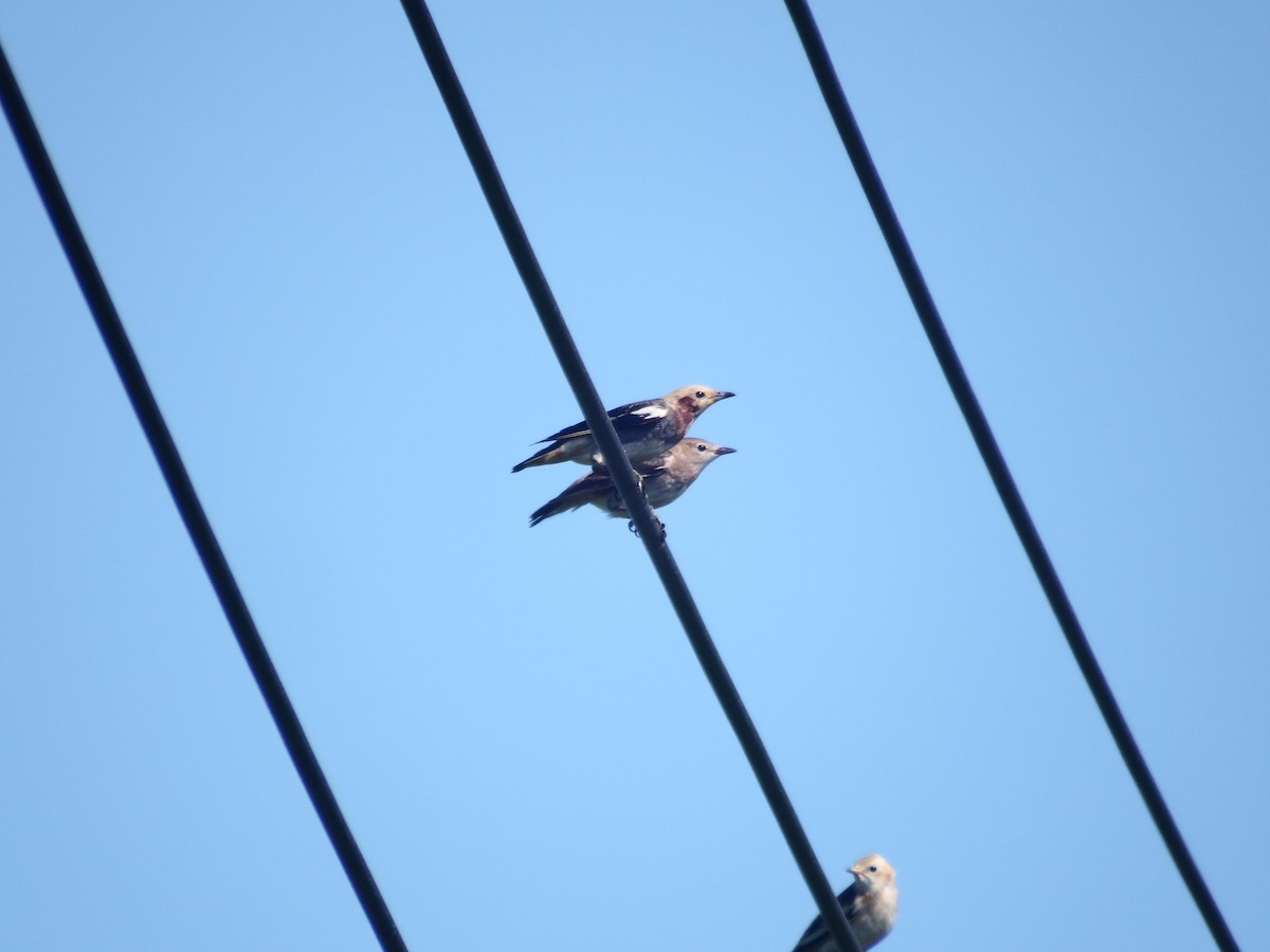Chestnut-cheeked Starling - ML639445652