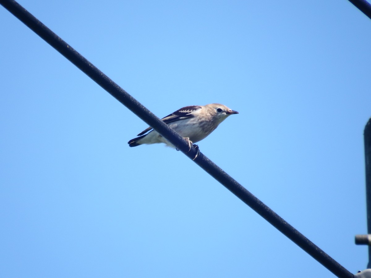 Chestnut-cheeked Starling - ML639445653