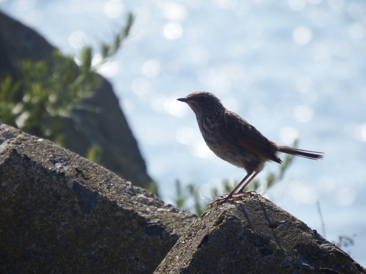 Siberian Rubythroat - ML639445656