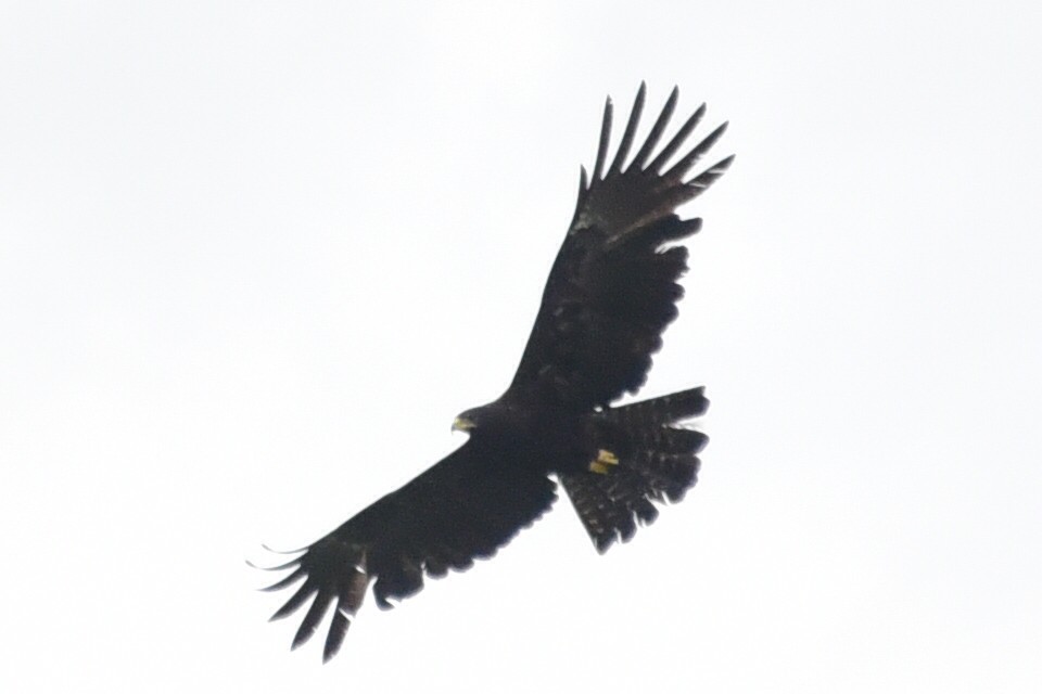 Black Eagle - ML639445678