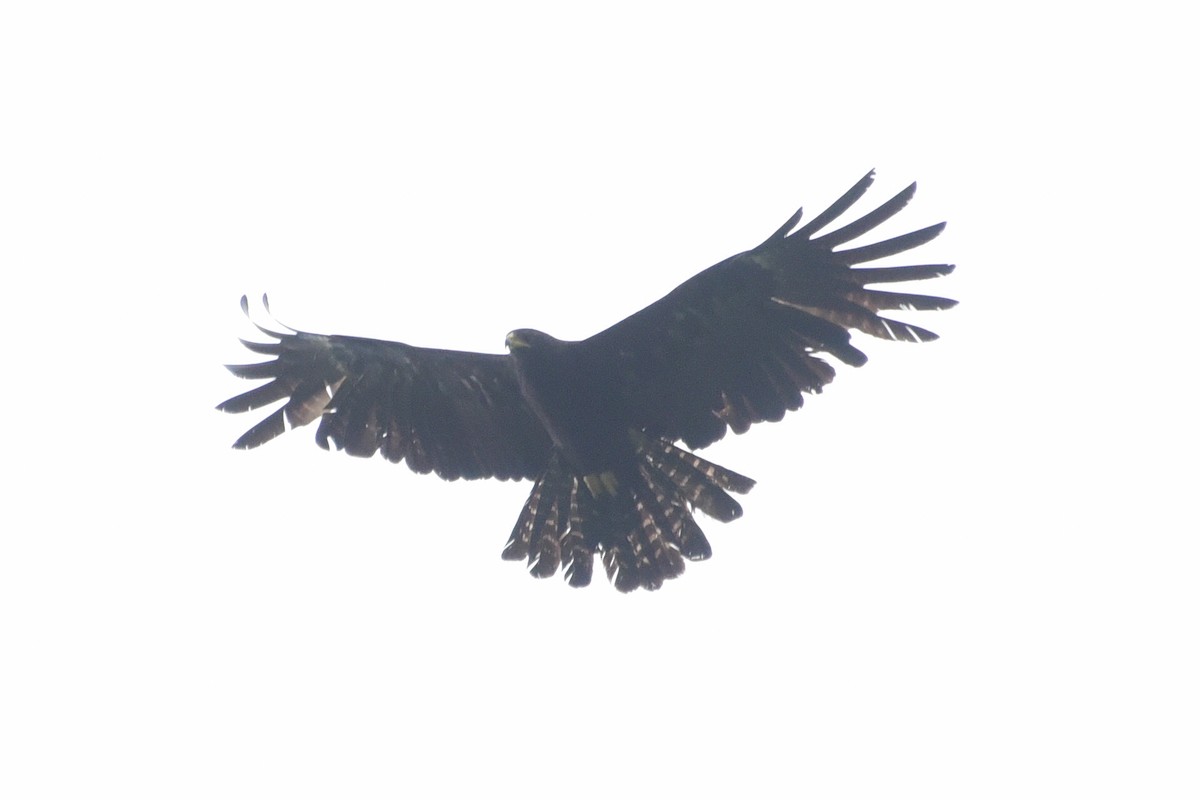 Black Eagle - ML639445679