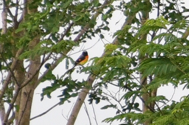 Small Minivet - ML639445683