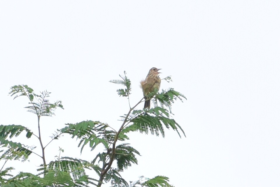 Jerdon's Bushlark - ML639445685
